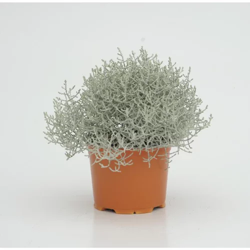 calocephale de brown - Le pot diam 12 cm