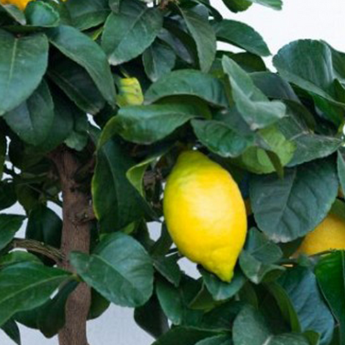 CITRONNIER 4 SAISONS (CITRUS LIMON) - POT DE 5L - 1/4 TIGE