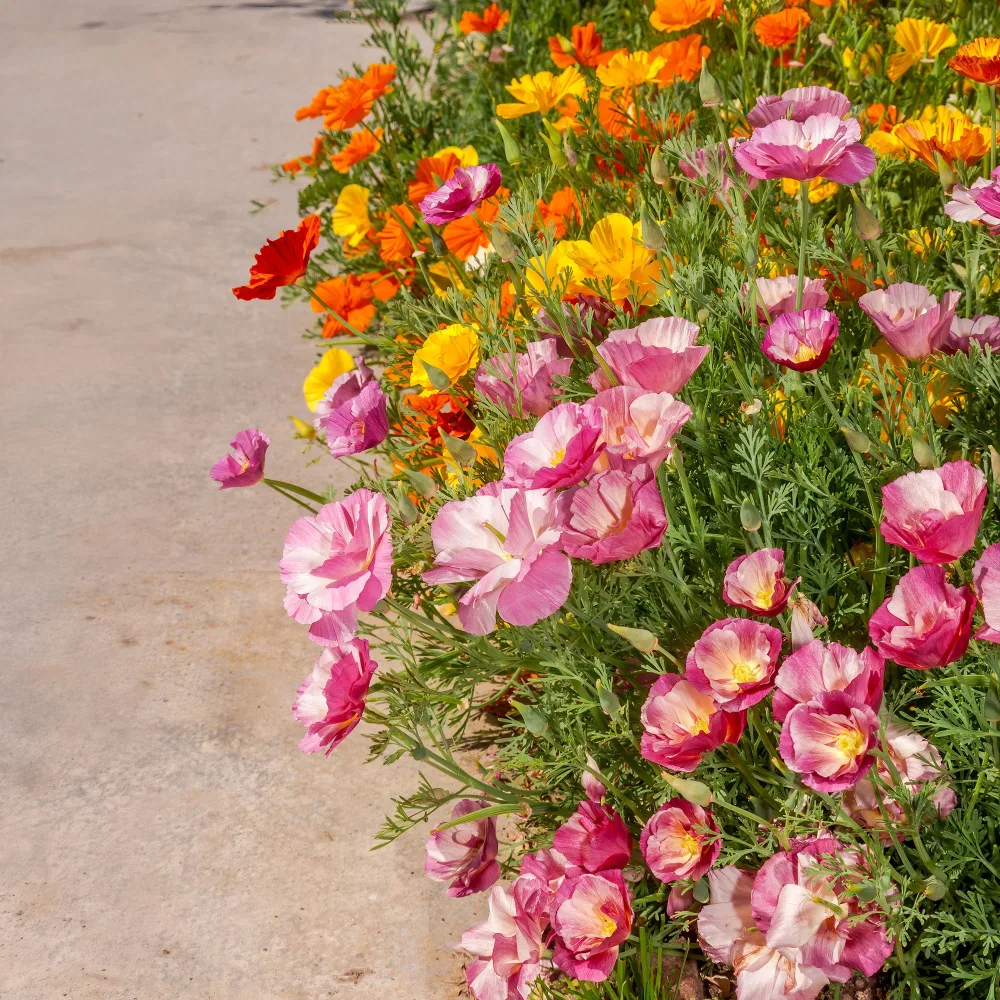 Pavot de Californie à fleurs doubles en mélange Eschscholzia californica