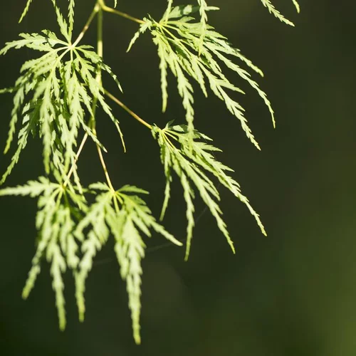 Erable du Japon (ACER PALMATUM SEIRYU ) Le pot de 110 litres