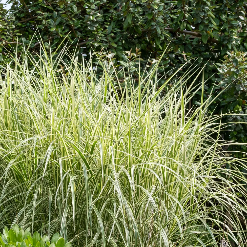 Eulalie Variegatus Miscanthus sinensis variegatus