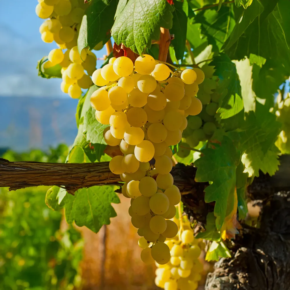 Vigne fraise Noah Vitis vinifera Noah