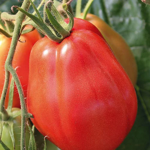 Plant Greffe Tomate Côtelee Corazon Bio. Le pot de 1 litre