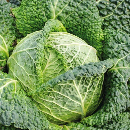 Chou De Milan Famosa Bio. La barquette de 3 plants