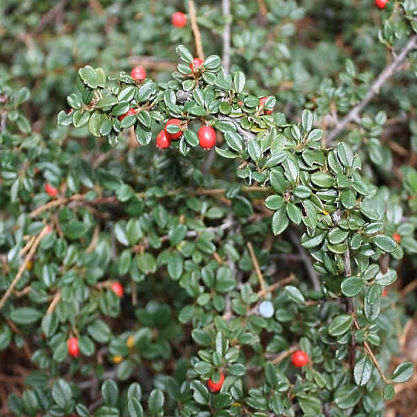 6 x Cotonéaster 'Skogholm' | Cotoneaster suecicus 'Skogholm' – 20 – 25 cm godet de 9cm x 9cm