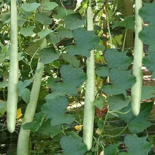 Semences bio de courge serpent " Zucchetta serpente di Sicilia "