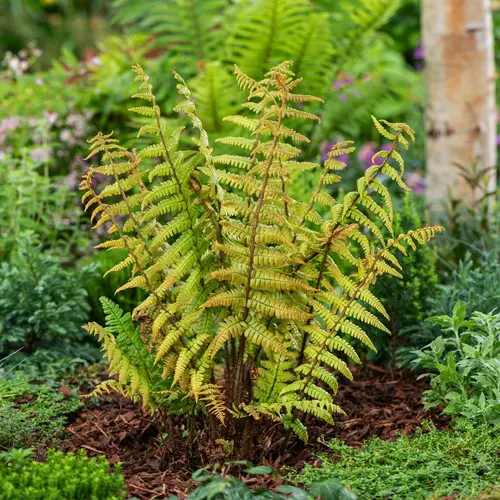 Fougère Dryopteris wallichiana JURASSIC GOLD - Le pot de 2 litres