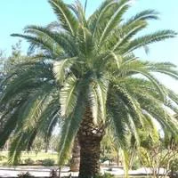 Phoenix Canariensis vert ou Dattier des Canaries. Le pot de 10 litres