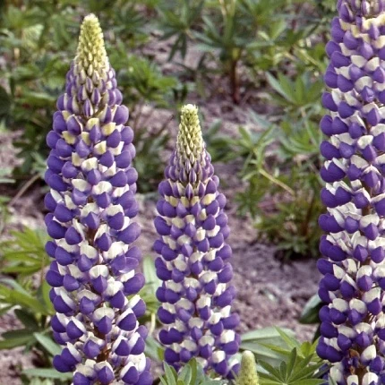 Lupin vivace Russell Hybrids The Governer Lupinus polyphyllus