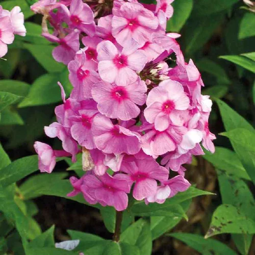 Phlox Paniculata Rose - Le pot de 9 x 9 cm