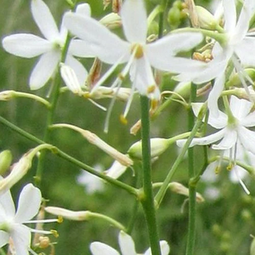 Phalangère rameuse Anthericum ramosum