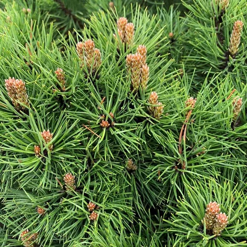 Pin noir (Pinus Nigra) Marie Brégeon 50/60. Le pot de 12 litres