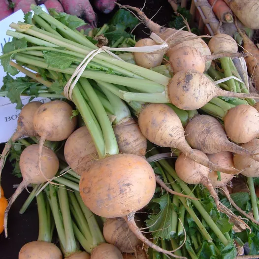 Semences biologiques de Navet Boule d'or