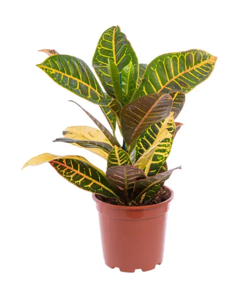 Croton Petra multicolore. Le pot Ø 17 cm