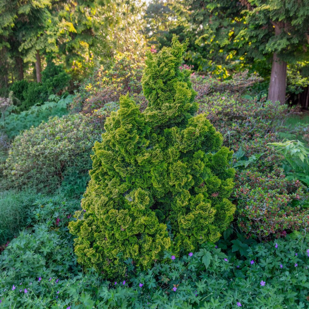 Faux cyprès Hinoki Aurora Chamaecyparis obtusa Aurora