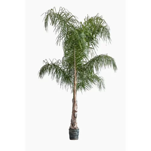 Arecastrum Romanzoffianum (cocotier plumeux) en pot de 25 L vert