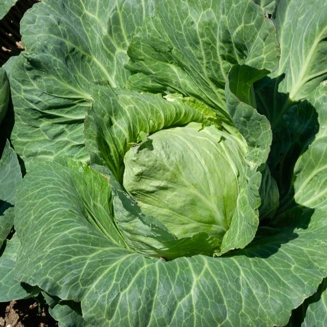 Chou cabus Coeur de boeuf moyen de la Halle Brassica oleracea capitata coeur de boeuf moyen de la halle