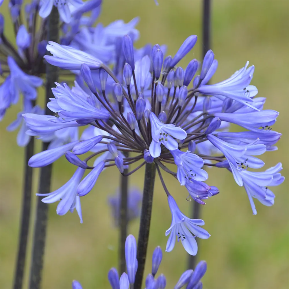 Agapanthe Graphite® Blue Agapanthus Graphite ® Blue Turk8