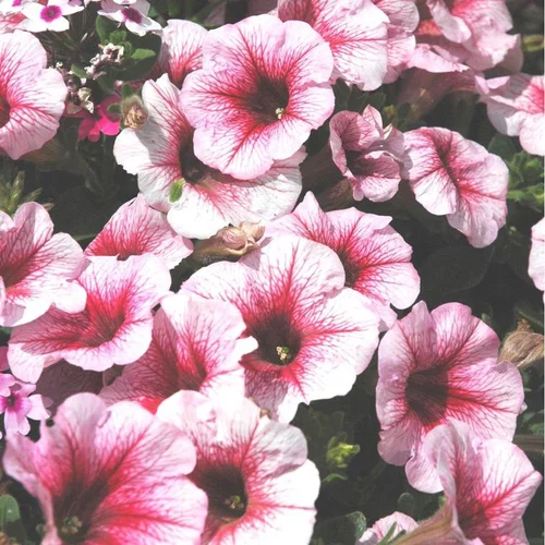 Pétunia retombant - Le pot de Ø 13 cm