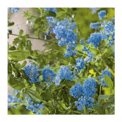 Ceanothe (CEANOTHUS VARIEE) Le pot de 3 litres