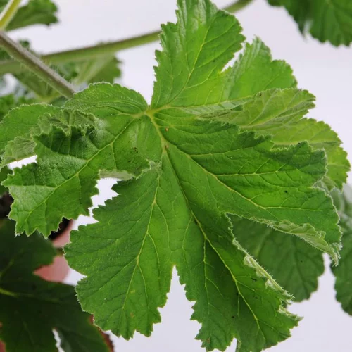 Géranium odorant au feuillage vert - Le pot de 2,5 litres