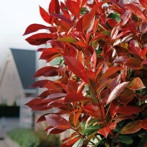 PHOTINIA 'RED ROBIN' - POT DE 3L