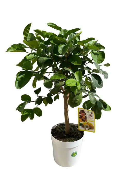 Cédratier Maxima 1/4 tige coloris orange - 5 L