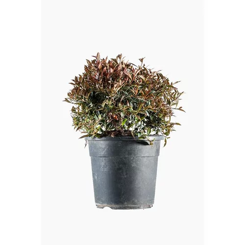 Eugenia Christmas Bush en pot de 9 L vert