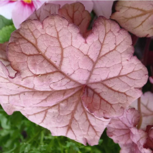 Heuchera Word Caffé Shakerato - Le pot de 4 litres
