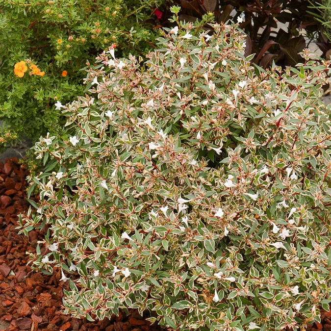 Abélia à grandes fleurs Confetti Abelia grandiflora Confetti