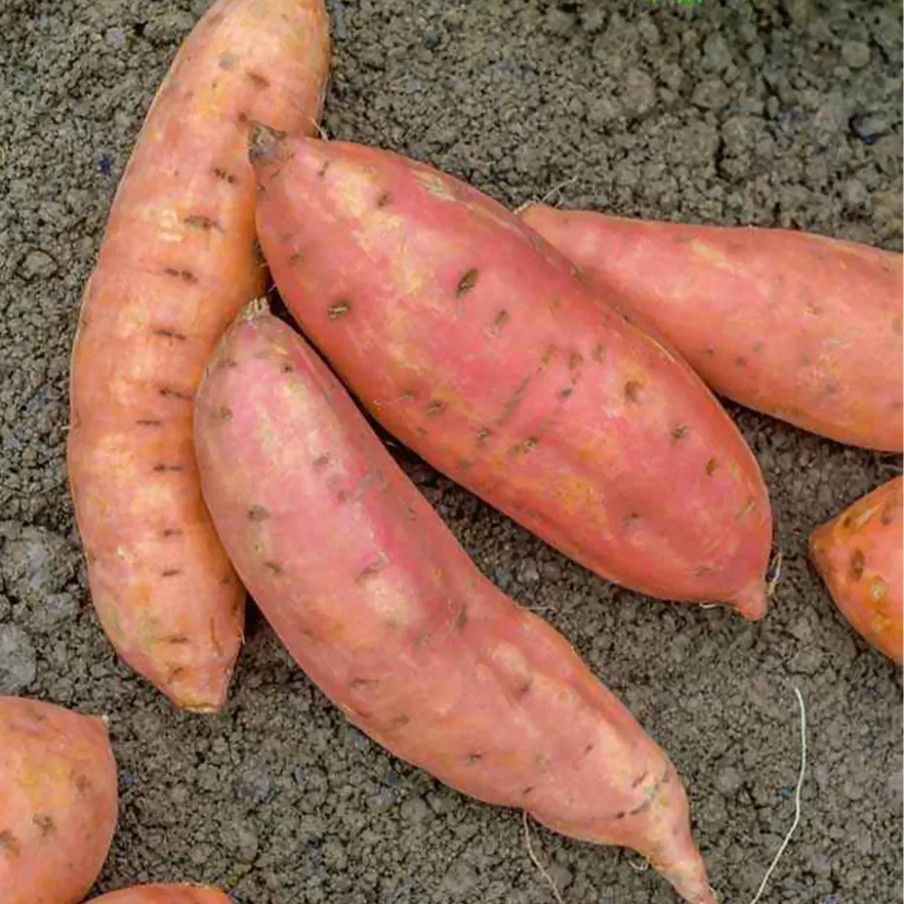 3 Plants de Patate douce Ipomoea batatas beauregard