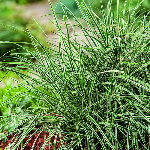 Carex Oshimensis Everest Fiwhite vert botanic®. Le pot de 1 litre