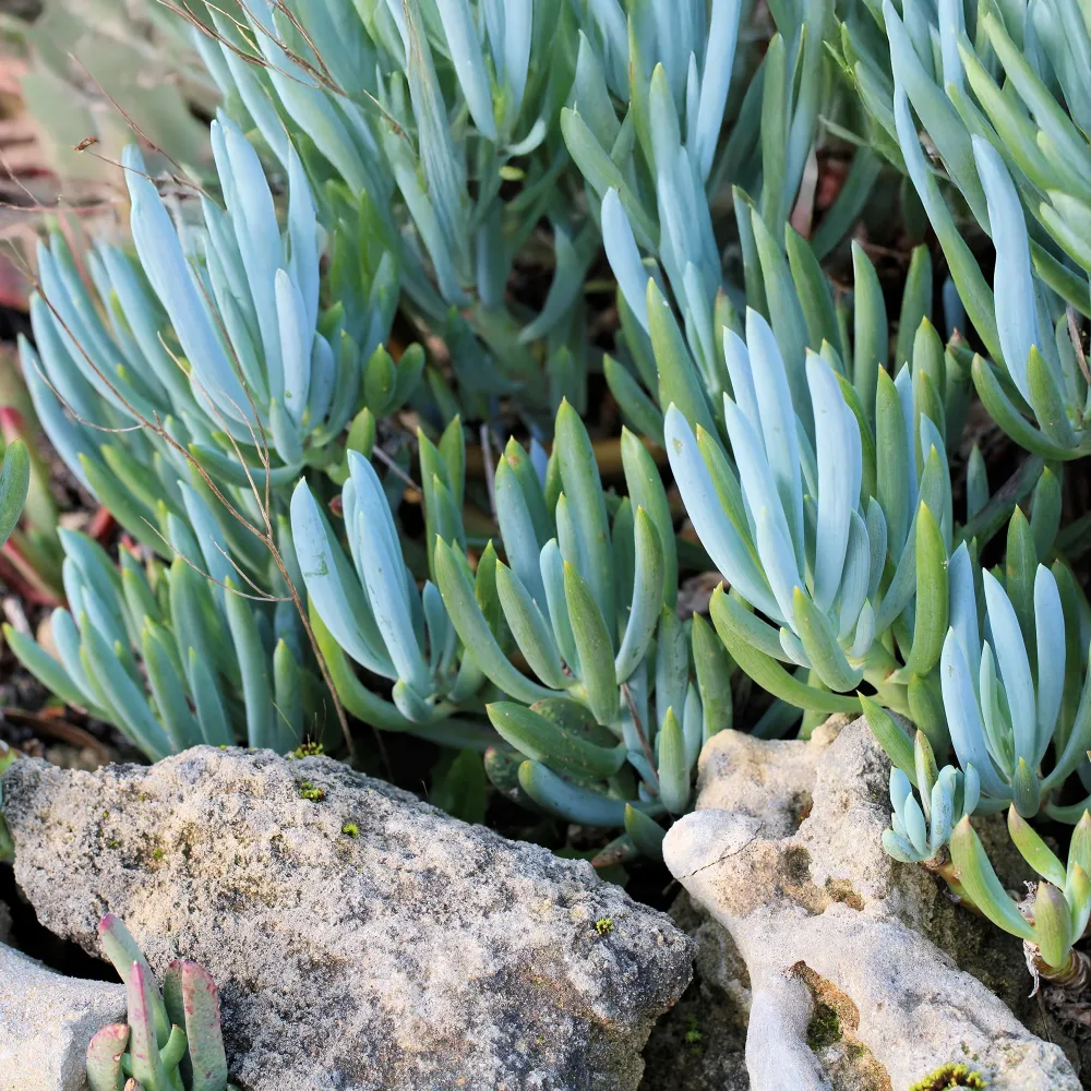 Seneçon Senecio mandraliscae