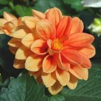 Dahlia nain - Le pot de 2,5 litres