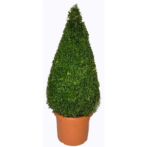 Buxus Sempervirens (Buis commun) pyramide en pot de 25 L vert