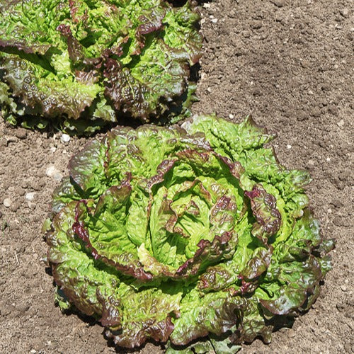 Laitue batavia Rouge Grenobloise Lactuca sativa capitata rouge grenobloise
