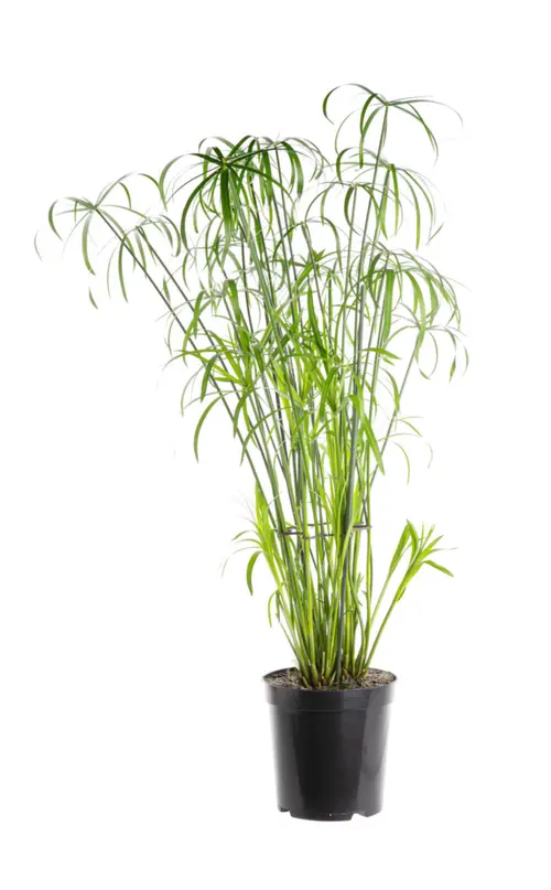 Papyrus vert. Le pot Ø 21 cm