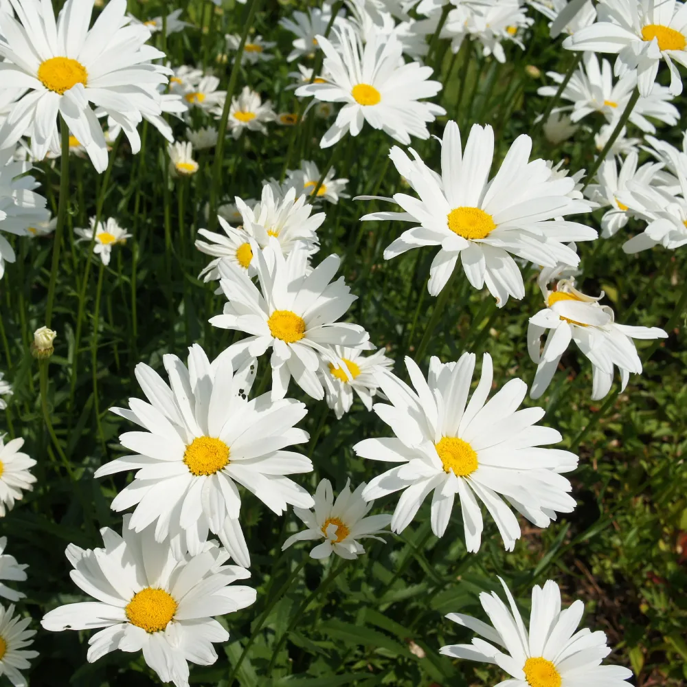 Marguerite d'été Leucanthemum superbum Alaska