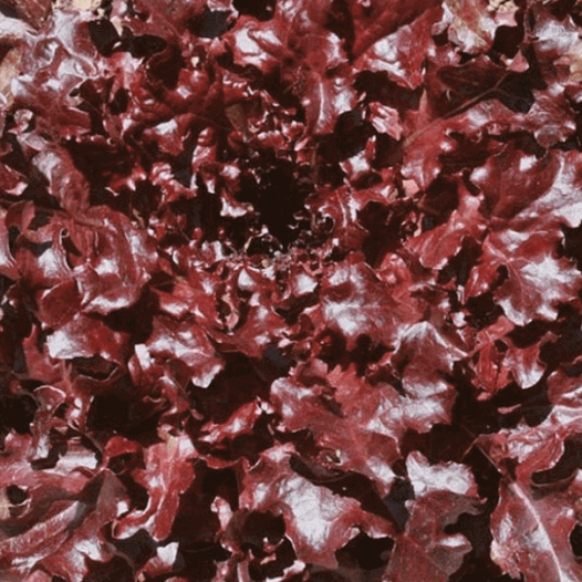 Graines bio de Laitue à couper Feuilles de chêne rouge "Red Salad Bowl