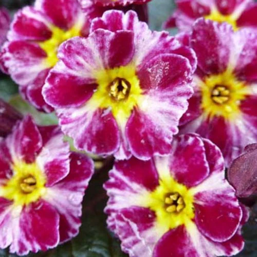 Primevère Dark Rosaleen Primula dark rosaleen
