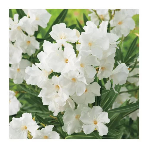 Laurier Rose Mont Blanc. Le pot de 7 litres