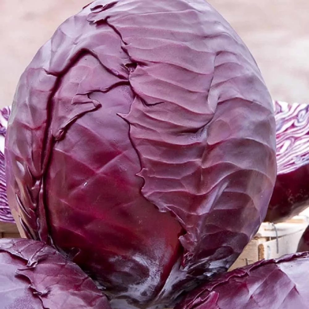Chou rouge tardif Langedijker Bewaar 2 Brassica oleracea langedijker bewaar 2