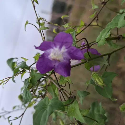 Graines bio d'asarine grimpante en mélange