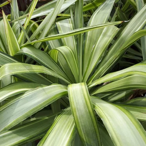 Yucca Jewel en pot de 5 L