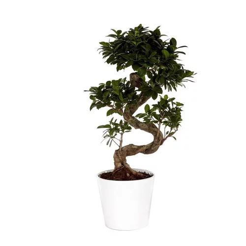 Ficus Microcarpa Ginseng 70 cm avec cache pot Ø 22 cm