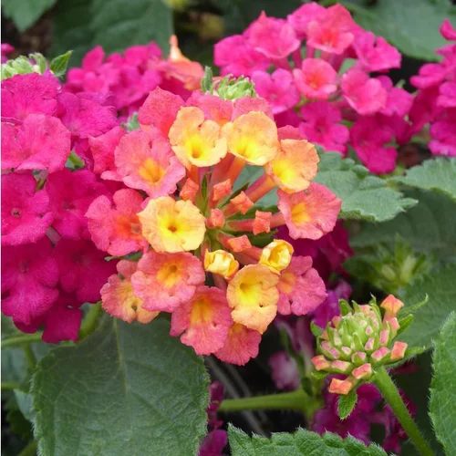 Lantana. Le pot de 20 cm