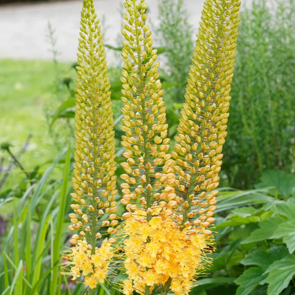 Lis des steppes Eremurus 'bungei'