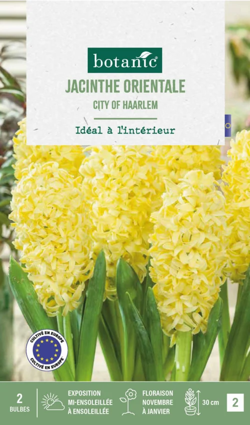 Jacinthe interieur city of haarlem botanic® - 2 bulbes