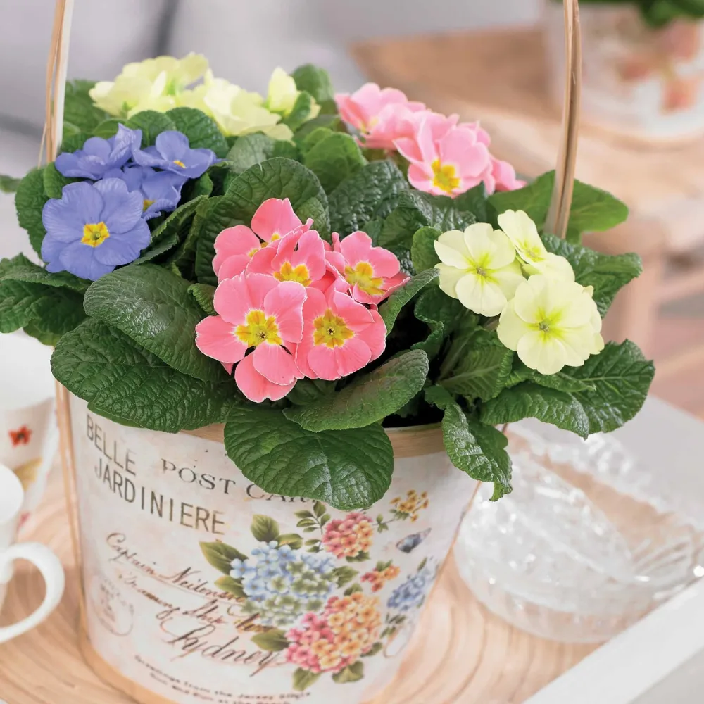 3 Primevères pastel en mélange Primula candy mix