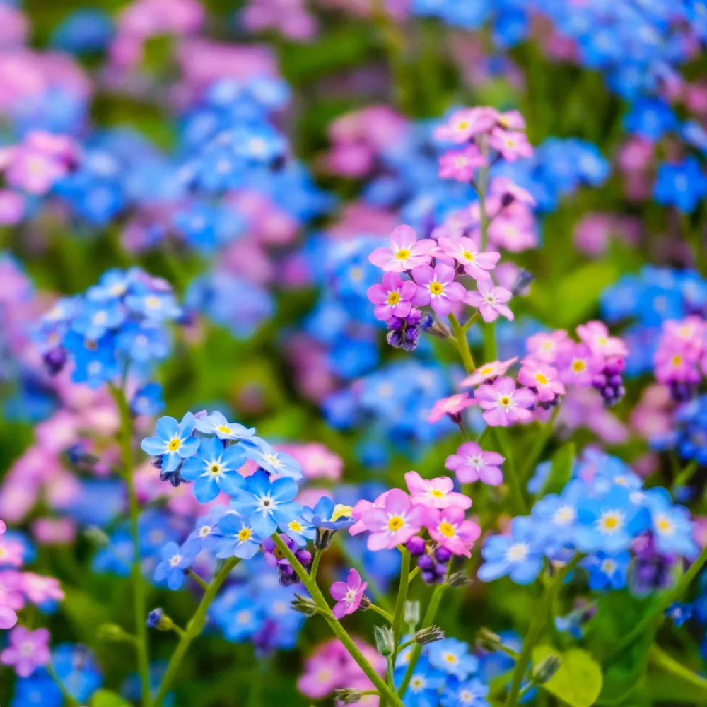 Myosotis des Alpes en mélange Myosotis alpestris